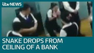 Snake drops in on terrified bank clerks during morning meeting | ITV News