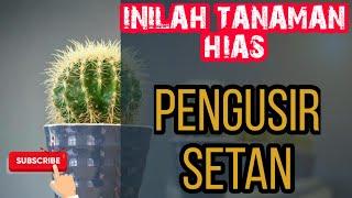 TANAMAN HIAS Pengusir Setan dan Jin dari Rumah | 6 Jenis Tanaman Pengusir Jin dan Penolak Sihir