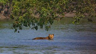 सुंदरवन रॉयल बंगाल टाइगर क्षेत्र की कहानी। [Sundarbans Forest Area in Asia]—Hindi Documentary