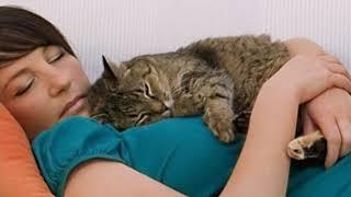 Почему кошка ложится на человека?  Интересные факты о кошках  Приколы с кошками