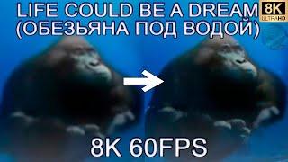 LIFE COULD BE A DREAM 8K 60FPS