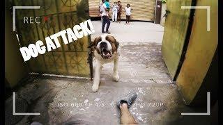 DOG ATTACK while I was doing Parkour in India!