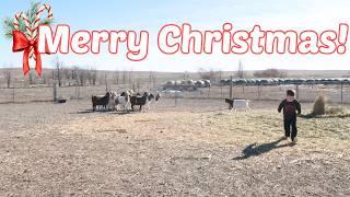 Merry Christmas from the Farm! | Large Family Vlog