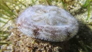 Facts: The Sand Dollar