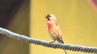 Makolągwa w moim ogrodzie / Common linnet (Linaria cannabina)