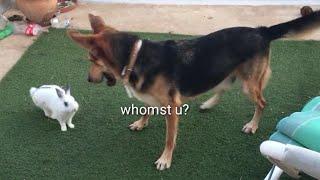 Doggo Reacts to Bunny 
