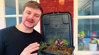 Winter Pruning & Wiring My Scots Pine Bonsai | Essential Maintenance for Healthy Growth - 2024