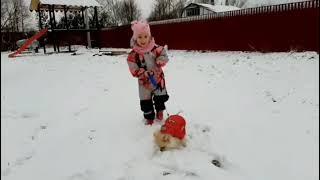 Шпиц Фёрби и снег. Первые зимние прогулки | Mihasiki