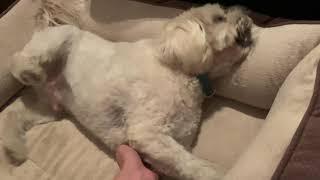 Epileptic Dog Seizure