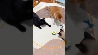 Cat videos funny dance Videos for