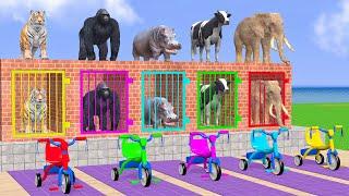 Cow Elephant Tiger Gorilla Hippo 3d Animal Long Slide Game Funny 3d Paint Animals Cage Game