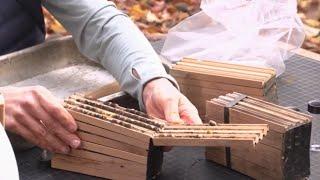 Mason Bee Cocoon Cleaning - OSU Master Gardeners