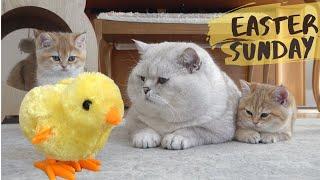 British shorthair cat Apollo and his kittens walking and playing with a tiny chicken