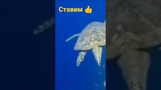 Подводный мир Красного моря. Отдых в Египте.