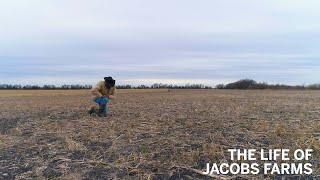 The Life of Jacobs Farms