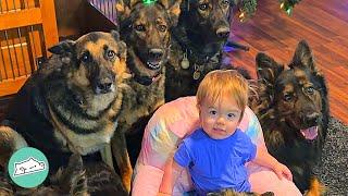 Huge German Shepherds Think Tiny Baby Is Their Puppy | Cuddle Buddies