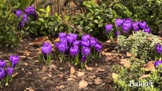 Timelapse - Crocus