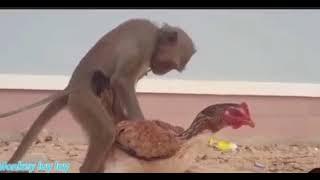 Domestic #monkey having #sex with a #chicken | #Amazing #scene #short #trend #viral #animal #fact