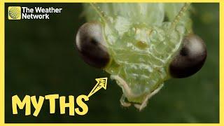 Do Praying Mantises Really Eat Their Mates? 5 Myths Debunked