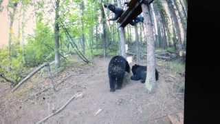 Spearing a black bear