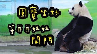 圓寶乖乖坐好等開門，乖巧模樣好可愛|熊貓貓熊The Giant Panda Yuan Yuan and Yuan Bao|台北市立動物園