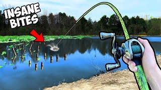 1v1 Trophy Pond Fishing Tournament (INSANE)