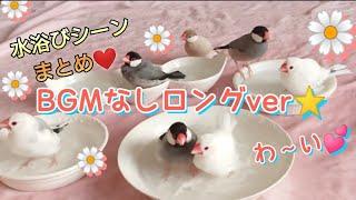 【文鳥】BGMなしロングver水浴びシーン詰め合わせ