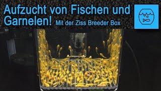 Ziss Breeder Box - Aufzucht von Fischen und Garnelen - Zucht Tipps - Produkt Unboxing Test - deutsch