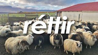 Sheep Gathering in Iceland