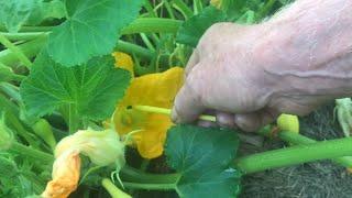 TIPS on growing beautiful PRODUCTIVE yellow squash plants (over 30 years experience)