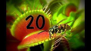 Top 20 / Venus flytrap - Venusfliegenfalle