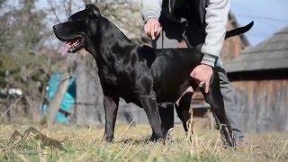 Black presa canario female Sasha