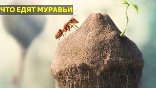 ЧЕМ ПИТАЮТСЯ МУРАВЬИ | КРЫЛАТЫЕ МУРАВЬИ | ИНТЕРЕСНЫЕ ФАКТЫ О МУРОВЬЯХ