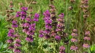 Prairie Meadow Oasis in Your Backyard