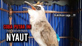 trucukan gacor TARUNG ROPEL PANJANG pancingan trucukan agar bunyi jadikan burung trucuk gacor NYAUT