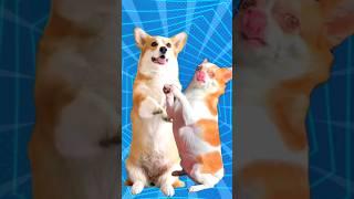 Super Cute Dog Dance 