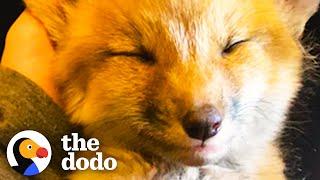 Growling Baby Foxes Turn Into Sleepy Puppies On Their Rescuer's Lap | The Dodo Wild Hearts