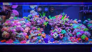 Is this the World’s Most Expensive Private Reef Tank Setup?! [Saltwater Tank Tour]
