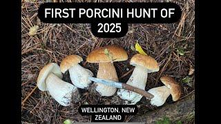 First Porcini Hunt of 2025 - Wellington, New Zealand