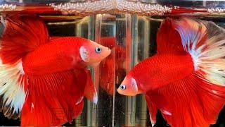 07"Most Beautiful Betta Fish | Stunning Betta Fish Varieties (Siamese Fighting Fish)"