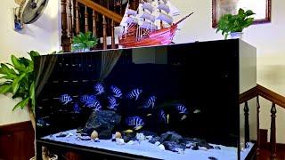 5 Insane Frontosa Cichlid Tank | Beautiful and Clean Frontosa Aquarium