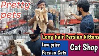 Persian cat || Tollinton market Lahore || pet market || cat Shop || MMB pet lover || cat video