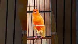 suara kenari gacor || canaries singing|| canary singing || canario || kenari mania ||  kicau mania