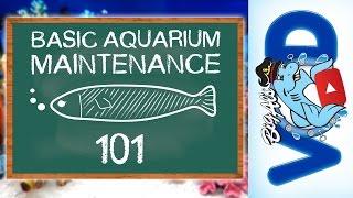 Basic Aquarium Maintenance 101 | BigAlsPets.com