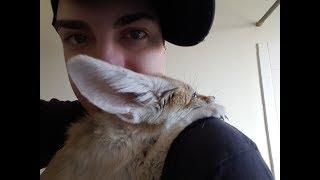 Scout The Fennec Fox is no Longer With Us 