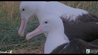 Royal Albatross  (NZ) -  GLG wraca z żerowiska, czułe przywitanie i odlot RLK   2025 02 09