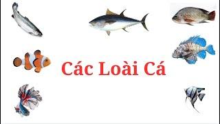 Trẻ bắt đầu học nói qua các loài Cá