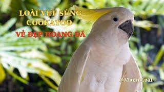 Nhật ký Muôn loài. Loài Chim Vẹt Sừng Cockatoo: sự độc đáo trong thế giới động vật