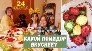 24 сорта томатов на семейной дегустации! Какой помидор вкуснее?!