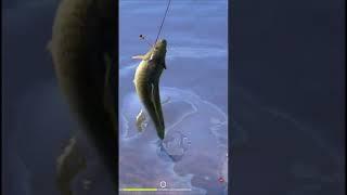 Fishing on feeder / Big carps are always caught on this lake / RF4 short #shorts #gaming #fishing